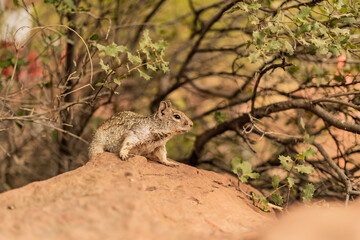 Portrait Squirrel Animal in Habitat