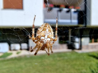 Spider on a spider web