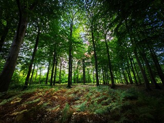 Wall Mural - footpath in the forest