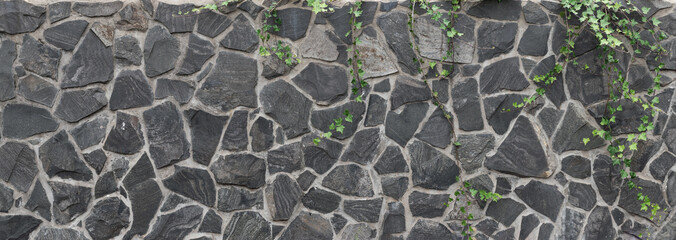 Panoramic texture of a natural stone wall with ivy plant branches