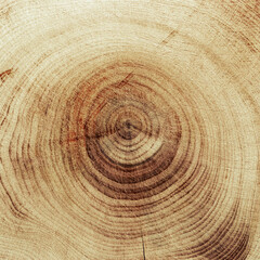 Wooden annual rings texture natural background, circle shape of wood timber as nature pattern. Cross-section of juniper. Wooden aesthetic texture fon, environmental design, plain natural surface