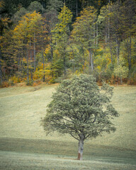 Solitary tree on a meadow with colorful autumnal forest in background, Austria, Europe