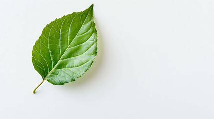 Single green leaf on a white background.