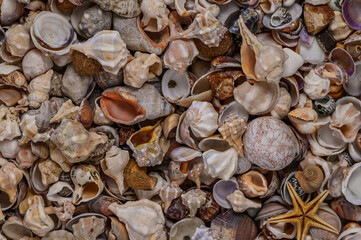 Close up of various Mediterranean shells as texture