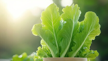 Fresh green lettuce leaves basking in sunlight, showcasing vibrant colors and healthy growth. This image captures essence of organic farming and beauty of nature