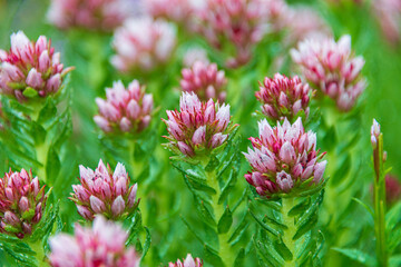 Sticker - pink flower in the garden