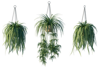 hanging potted plant isolated png on a transparent background premium cutout high resolution