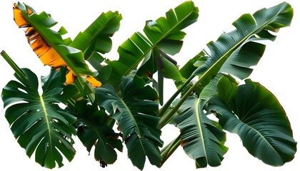 Sticker - Vibrant green banana leaf with elongated stem on a pristine white background