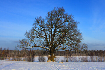 an oak tree with a lush crown in winter. The concept of natural monuments, taking care of nature.