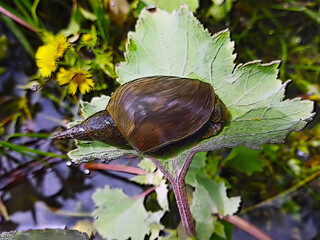 A water snail on land in a wetland