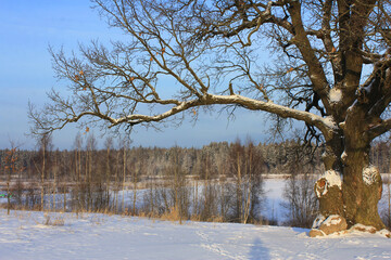 an oak tree with a lush crown in winter. The concept of natural monuments, taking care of nature.