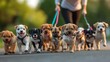 © Maharram - A dog walker is shown with a bunch of cute puppies on leashes. The walker is taking the dogs for a walk, and they are all different breeds.