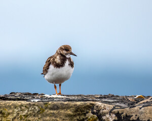 Wall Mural - Close up of a turnstone wading bird at the harbour on the coast