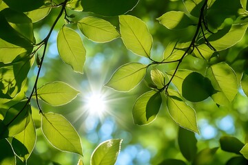 Canvas Print - Sun shining through green leaves in a forest canopy