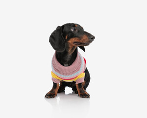 Wall Mural - beautiful teckel dachshund dog in knitted sweather looking to side