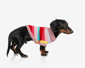 Wall Mural - side view of long sausage dog in knitted sweather looking to side