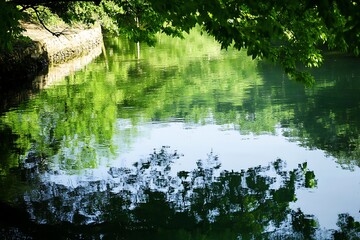 Sticker - Tranquil Green Water Reflections in a Shady Lake