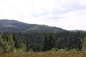 Green forest in mountains under beautiful sky