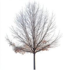 Canvas Print - Tree Without Leaves Isolated