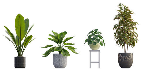 Collection of plants in pots 3d render isolated png on a transparent background perfectly cutout 