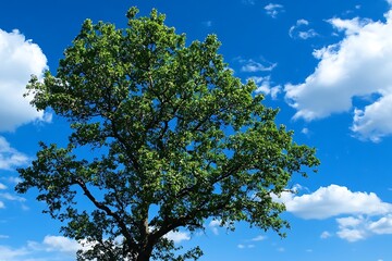 Wall Mural - Tall Tree with Lush Green Foliage Against a Blue Sky with Fluffy White Clouds