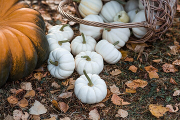 Autumn background of white decorative pumpkins in a wicker basket. A rich harvest. The concept of a Halloween or Thanksgiving holiday.