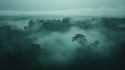 Wall Mural - a dense forest with foggy trees and a misty atmosphere. the trees are tall and green, and the fog is