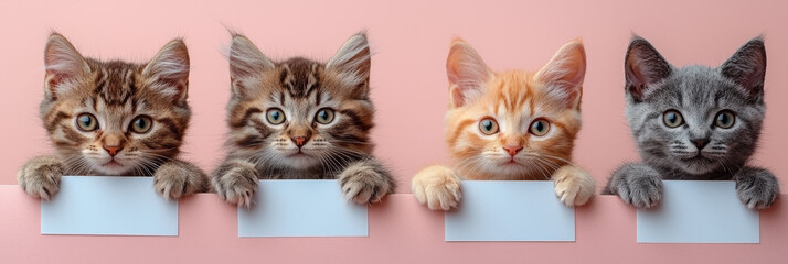 Sticker - Four cute kittens peek over blank signs.