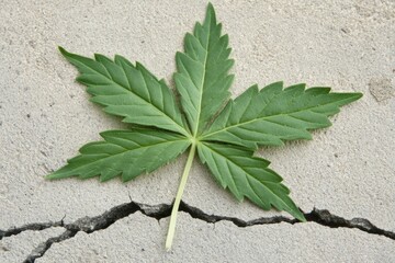 Cannabis leaf on cracked earth surface symbolizing resilience and nature