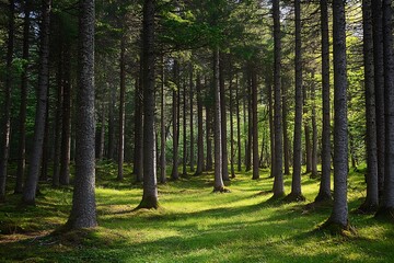 Wall Mural - Sunlight Through the Trees in a Lush Green Forest