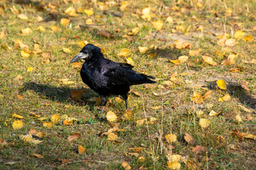 a raven is one of several larger-bodied species of the genus corvus.