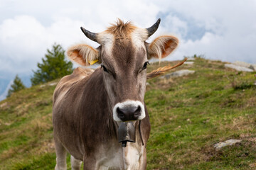 Cow on a grassland in the Italian Alps