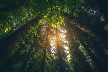 Wall Mural - Sunlight shining through tall forest trees,  view from below, nature background