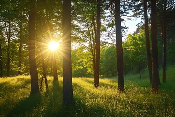 Poster - Golden hour sunlight shining through trees in a green forest