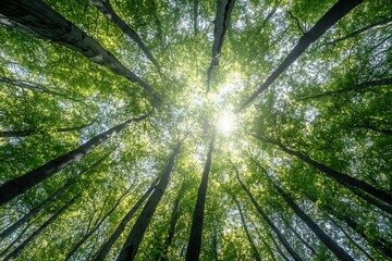 Sticker - Sunlight shining through canopy of tall trees in forest