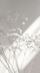 Poster - Delicate white flowers bathed in soft natural light against a blurred background.