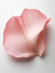 Poster - Close-up of a delicate pink flower petal against a white background, showcasing its intricate textures.