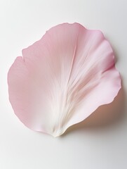 Poster - A delicate pink rose petal with subtle veins on a white background, showcasing its soft texture and beauty.