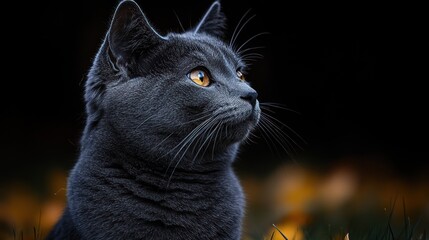 Wall Mural - A close-up of a gray cat gazing thoughtfully against a dark background.