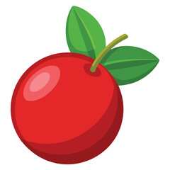 Cranberry fruit illustration on white background.