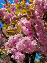 Canvas Print - Cherry Blossoms in Full Bloom