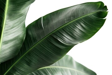 Wall Mural - tropical leaves in close macro shot on solid white background, single object
