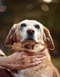 © anandart - An elderly woman with dog in nature. Dog assistance