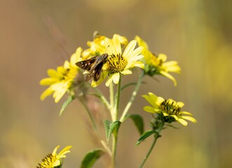 Wall Mural - Butterfly on Yellow Flower