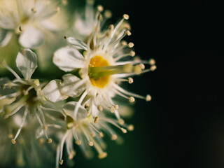 Wall Mural - Closeup of a white flower