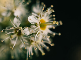 Poster - Closeup of a white flower