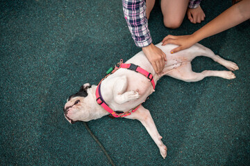 Cute French bulldog sprawls on ground after playing with stick on playground, kids petting relaxed happy animal. Outdoor playtime, children and pet, dog playing with kids, bonding with animals. 