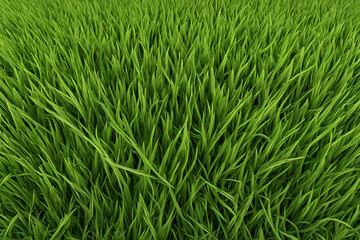 grass texture for background