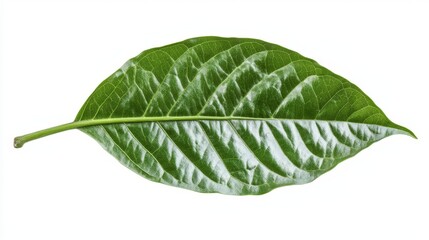 Green cocoa leaf isolated on white background