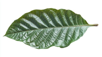 Green cocoa leaf isolated on white background